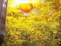 flowering using canna and ozi tonic monster bud