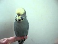 Talking English Budgie Naughty Budgie