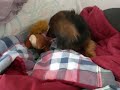 buda-texas-wiener-dog-races.html