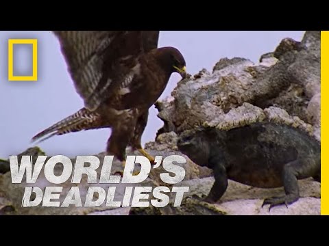 World's Deadliest - Hawk Attacks Iguana