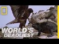 World's Deadliest - Hawk Attacks Iguana