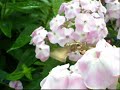 a hawk-moth flight