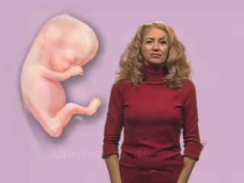 Your Pregnancy: What to Expect - Baby by Week