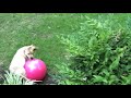 Bokeh and the Red Ball