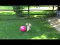videos de Bokeh and the Red Ball