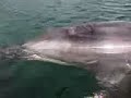 delfin de ribeira (gaspar)