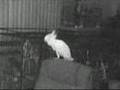 Cacatua dançante