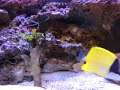 my lovely tank. my lovely tank.
