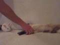 Chat-Fracasse