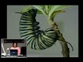 Butterfly Lifecycle