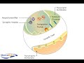 Synaptic Transmission Synaptic Transmission
