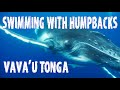 Swimming With Humpback Whales - Vava'u Tonga