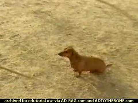 Sprint dachshund commercial
