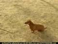 Sprint dachshund commercial