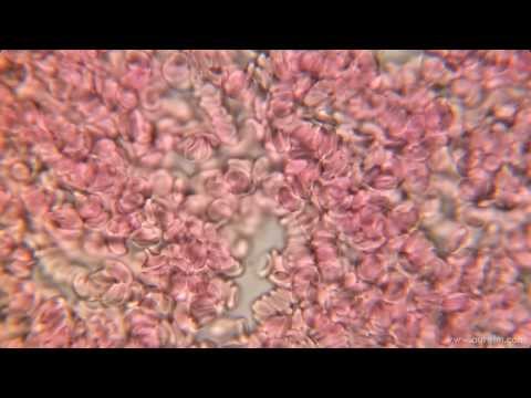 Blood on 1000x Microscope HD 1080p