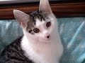 恋猫.wmv