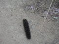 caterpillar