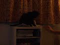 Ollie\ Ollie\