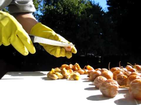 how to harvest ginkgo