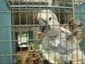 Crazy Bird