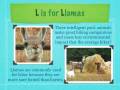 videos de A to Z Animals!