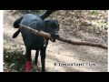 How To Train Your Dog - 6 Important Tips For Dog Obedience Training