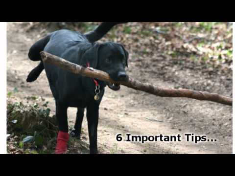 how to train guide dogs