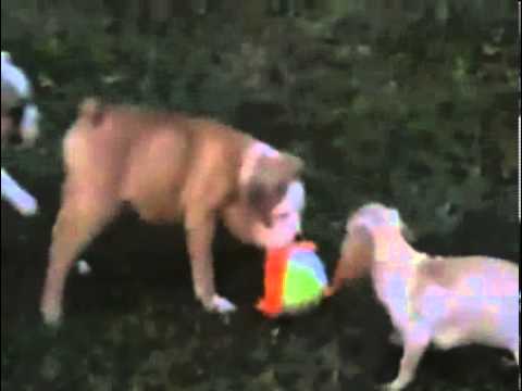 Olde English Bulldogge Female, IOEBA reg.
