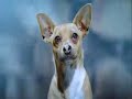 viva chihuahua!!