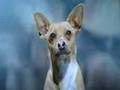VIVA CHIHUAHUA!!