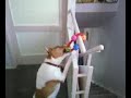 How to annoy a Jack Russell dog