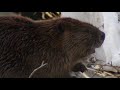beaver sighting 2-3-08