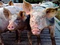 Pigs and the electric fence
