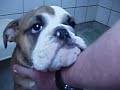 Humphrey\