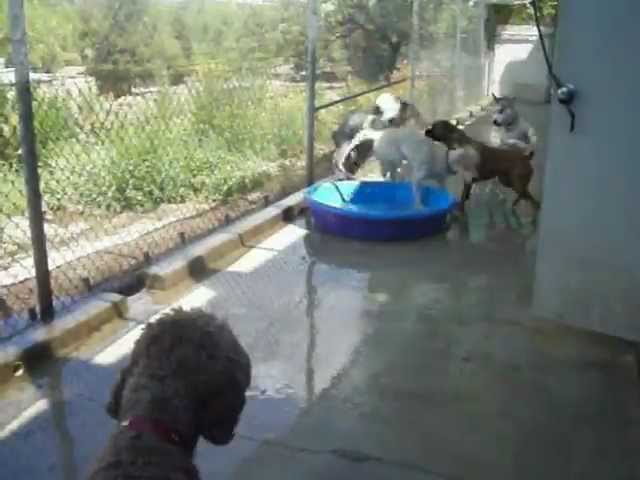 Sheepdog Leads his Four-Legged Friends on a Game of Leap Frog Through the Pools at Doggie Daycare