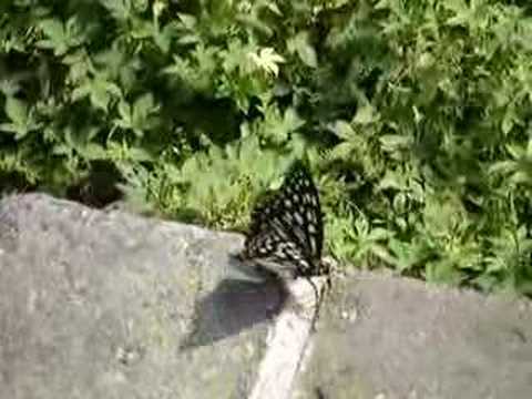 Chinese Butterfly- Great Wall