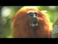 Central and South America Wildlife