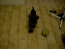 pepper se volvio loco