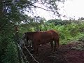 Horses of Kapoho