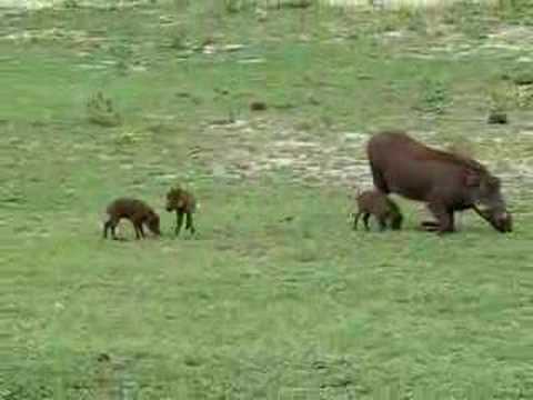 Warthog babies!