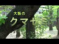 大阪のクマゼミ・ムービー クマゼミ