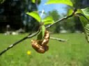 Cicada Nymph Exoskeletons Like Fruit on a Tree