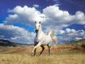 videos de iHorseClub Movie.wmv