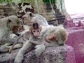 lop buri monkeys