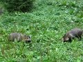 Marderhunde im Tierpark Neuhaus