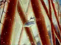 IRN-BRU snowman