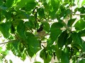 Humming bird nest March 17 2007