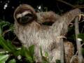 Sloth Rock Music Video
