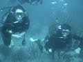 La vie aquatique La vie aquatique