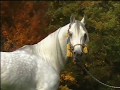 videos de Vollblutaraber, Nahdmi